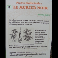 Morus nigra - Murier noir